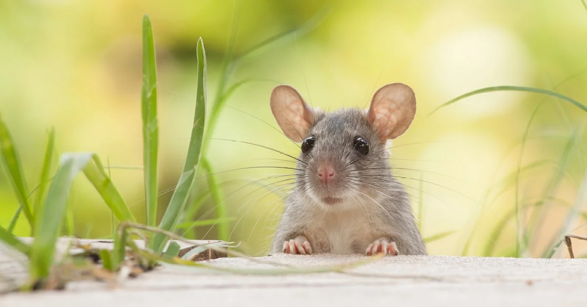 تفسير حلم الفئران