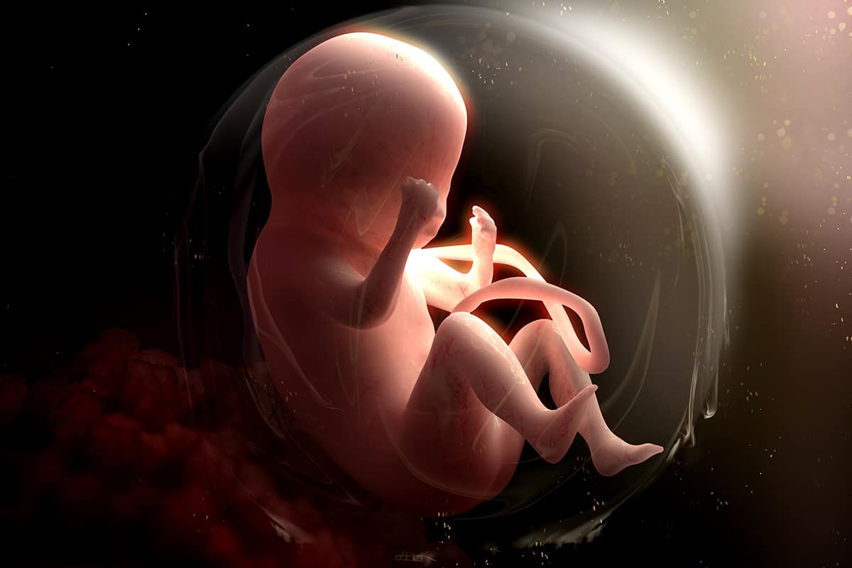 حجم الجنين في الشهر الرابع