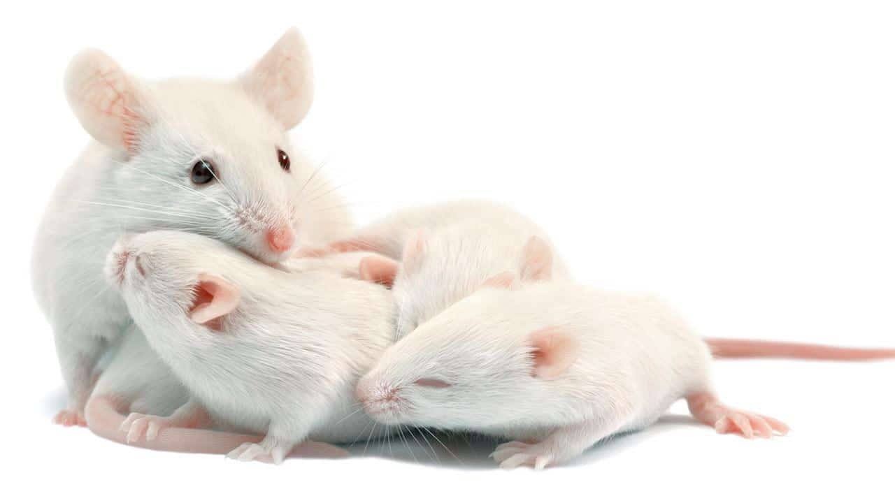 الفئران في المنام 