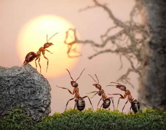 النمل في الحلم
