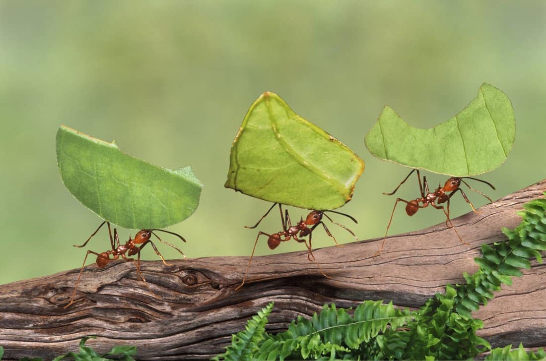 رؤية النمل والصراصير في المنام
