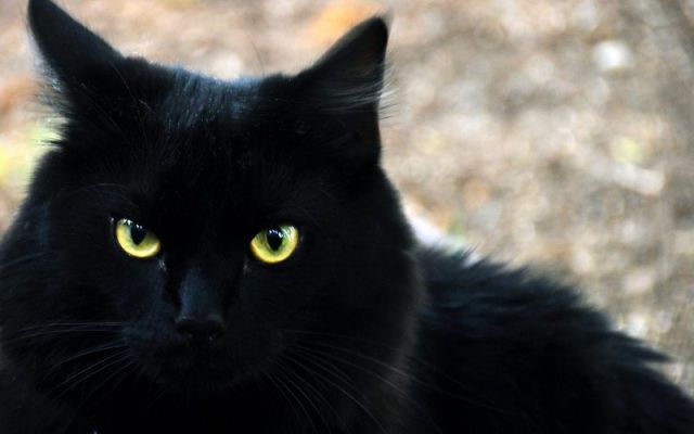 تفسير حلم القط الأسود