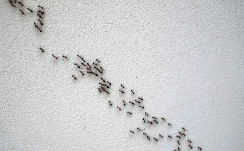 رؤية النمل في البيت