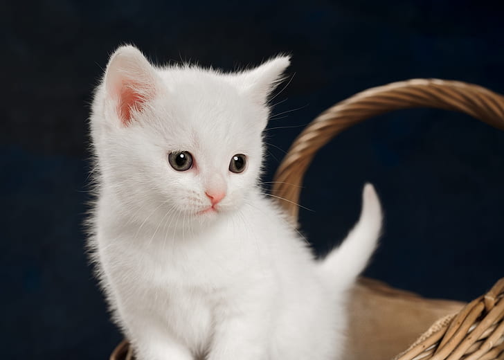 القطه البيضاء في المنام