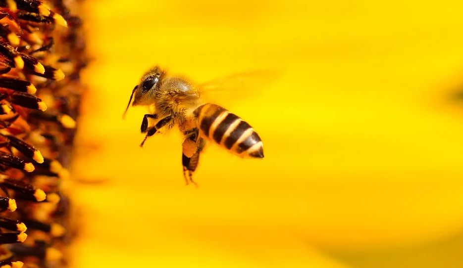 تفسير النحلة في المنام