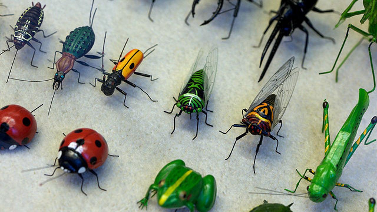  تفسير حلم الحشرات