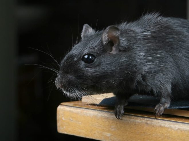 تفسير حلم الفأر الأسود في المنام