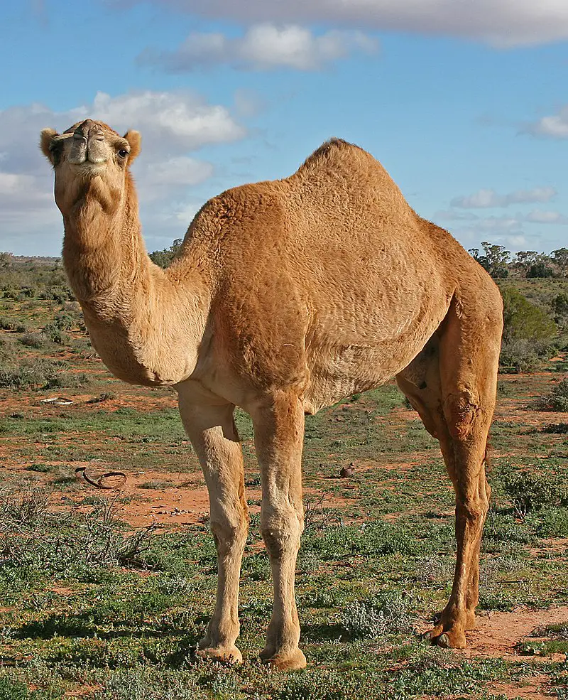 تفسير حلم الناقة تطاردني