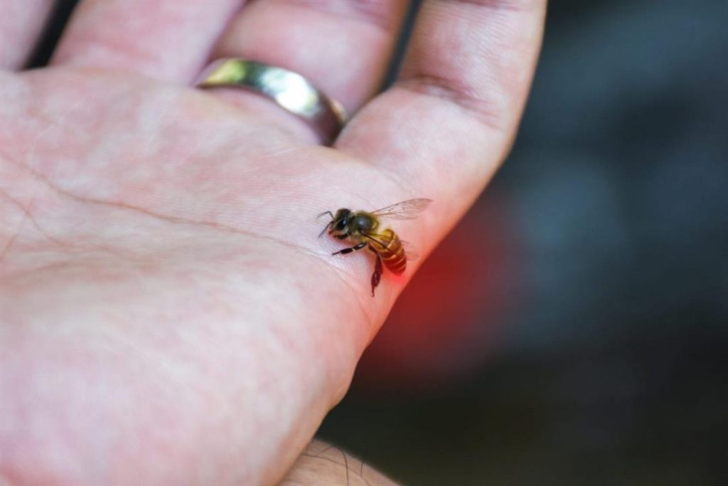 تفسير حلم قرصه النحل