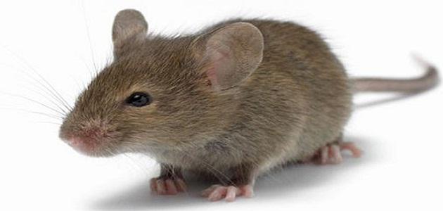 تفسير رؤيا الفأر