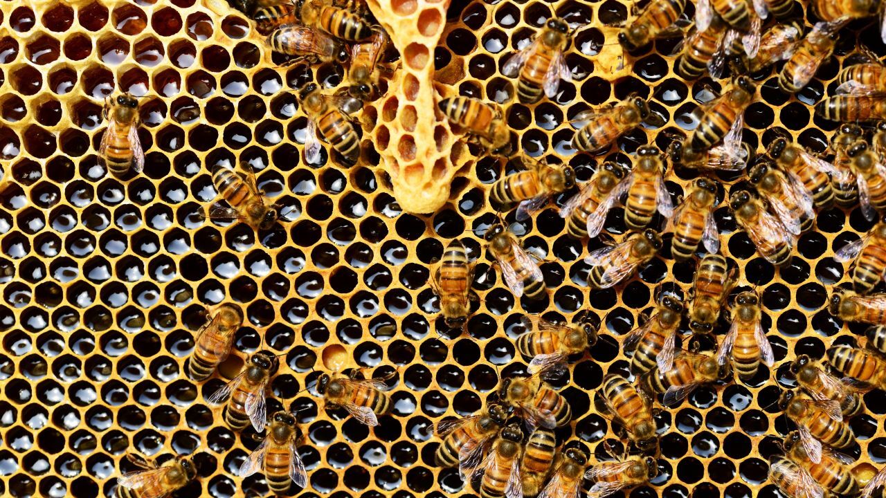 خلية النحل في المنام
