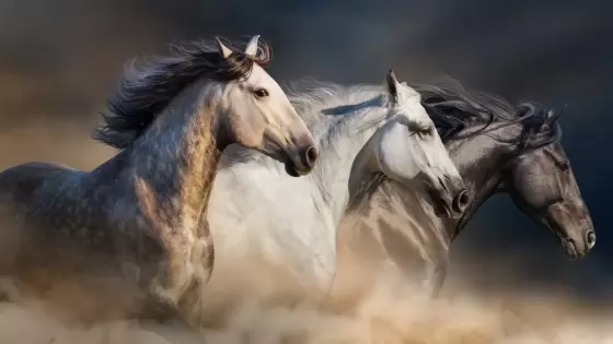 الخيول في المنام وما تفسير عربة تجرها الخيول في المنام؟
