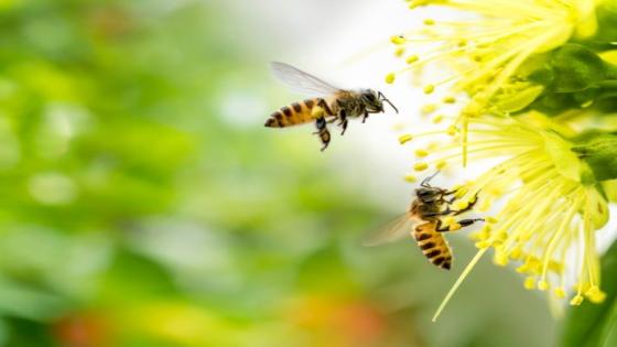 تفسير حلم النحل وما هو تفسير هجوم النحل في الحلم؟
