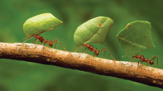 تفسير حلم النمل للعزباء وتفسير رؤية النمل في المنام على الفراش للعزباء
